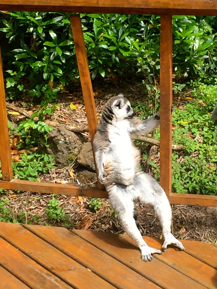 Lemurs sunbathe sitting like this. It's hilarious 